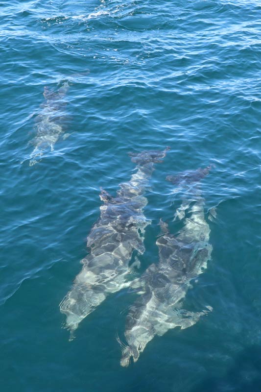 dolphins up-close from catamaran tour lagos